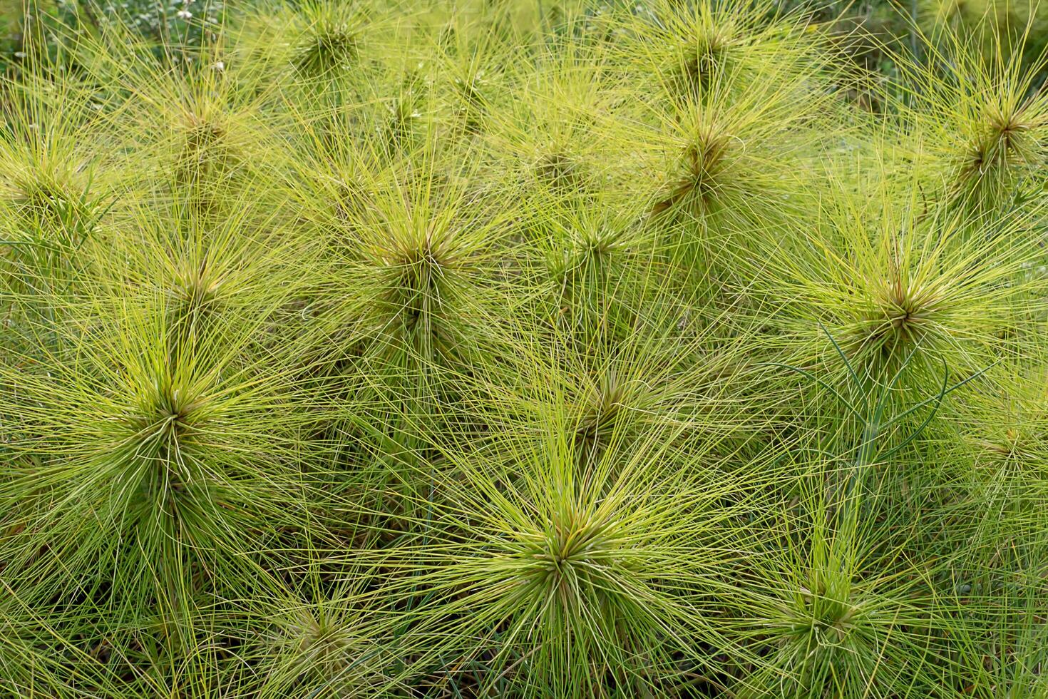 spinifex littoreus gräs foto