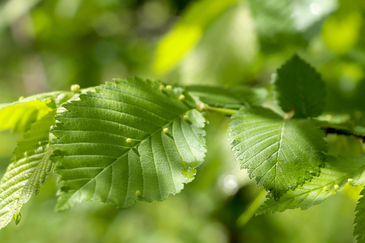 sommar grön löv. grön löv i sommar dag. foto