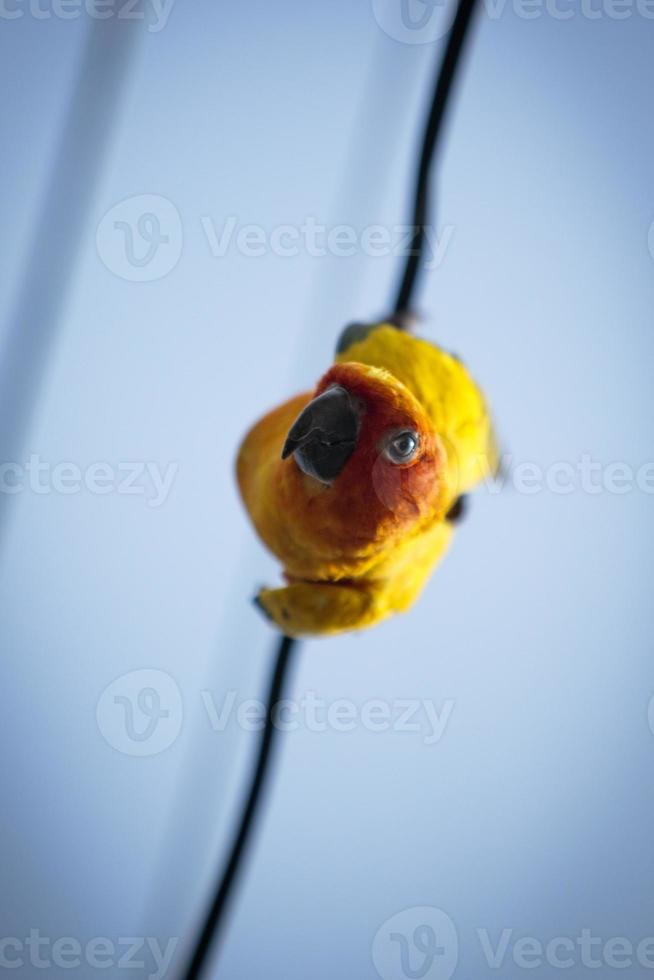 närbild ansikte av sun conure papegoja hängande på elektrisk tråd foto