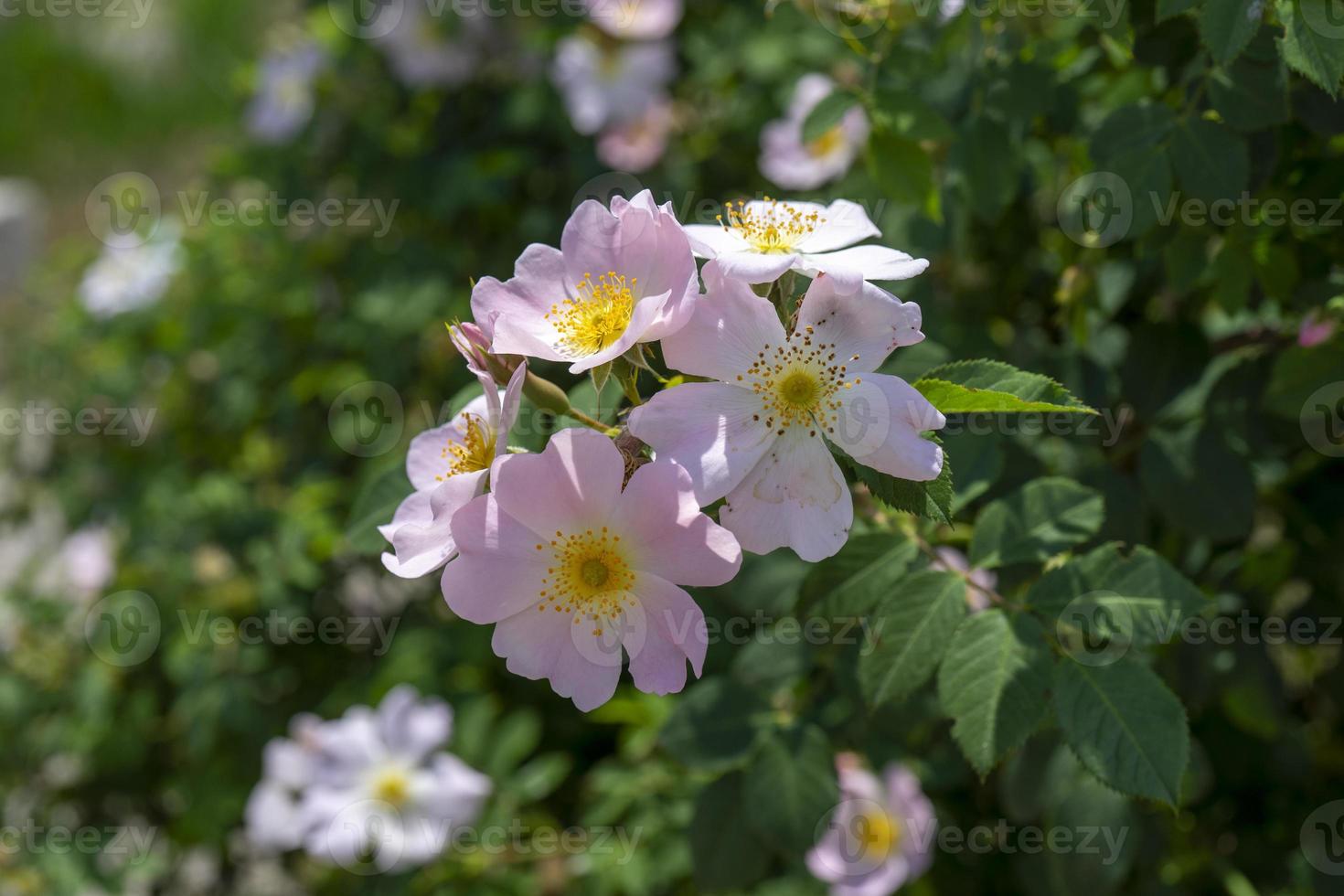 nyponblommor på en suddig grön bakgrund med bokeh foto