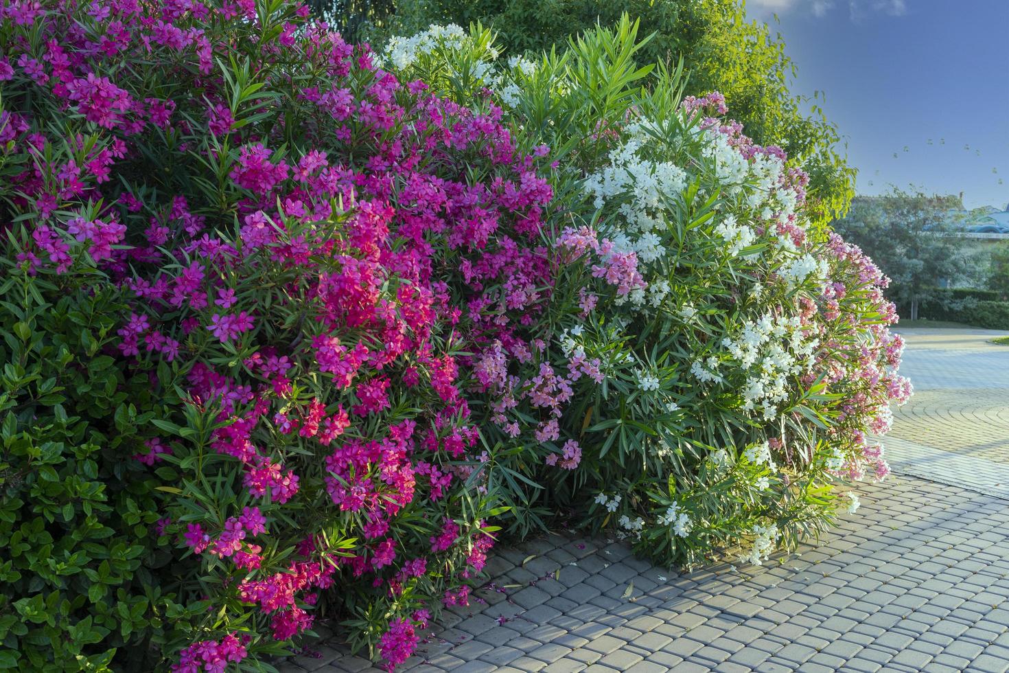 bakgrund med en blommande oleander buske i parken foto