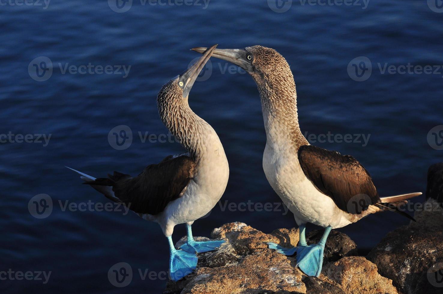 blåfotad boobie, galapagos, ecuador foto