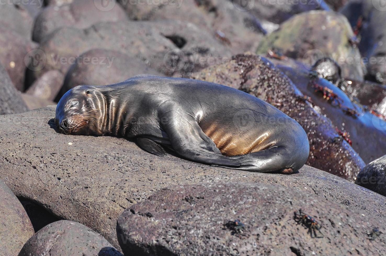 sovande säljon, galapagos foto