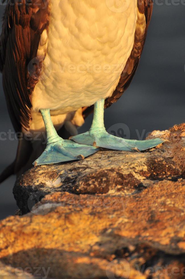 blåfotad boobie, galapagos, ecuador foto