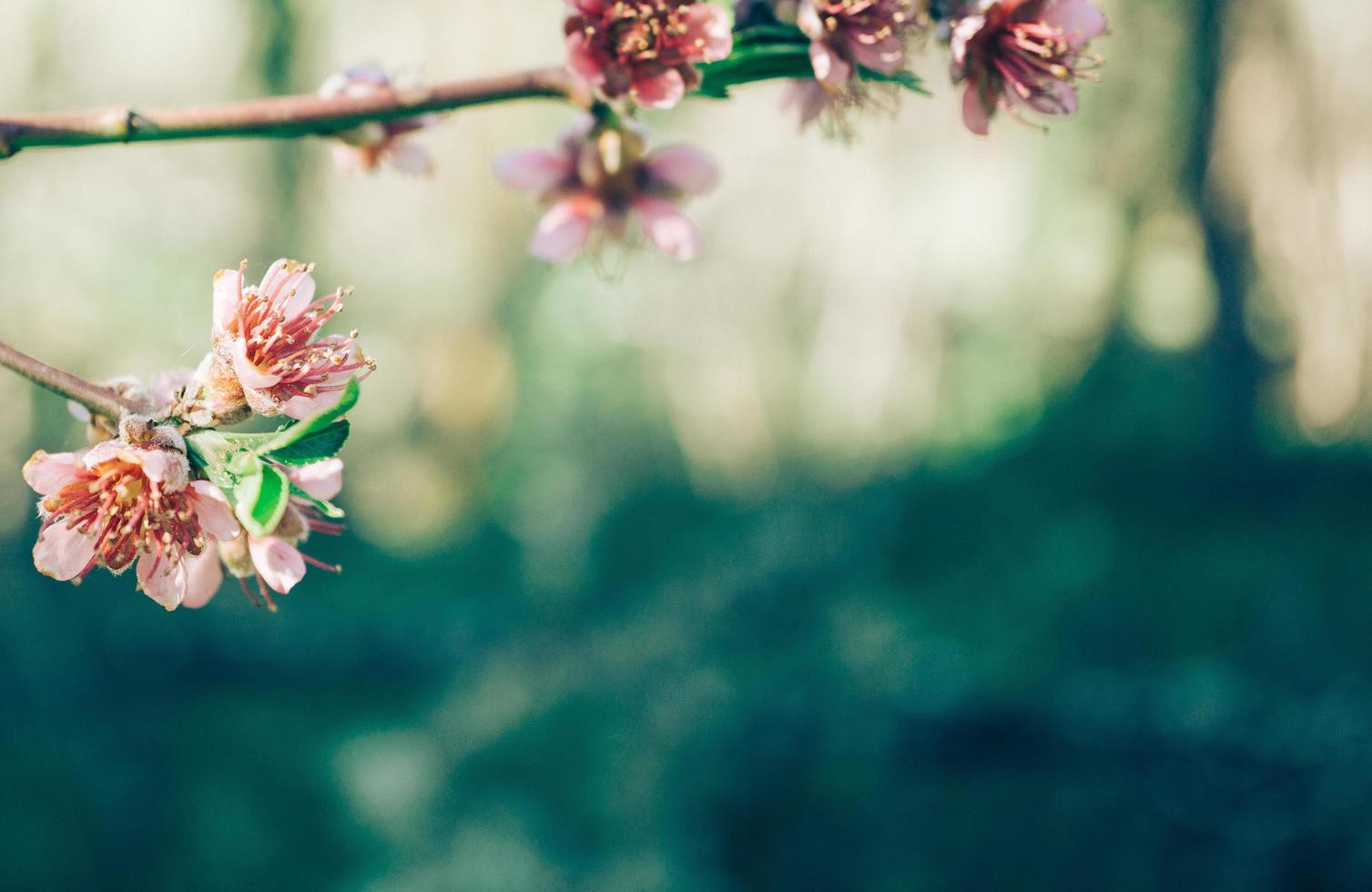 vilda blommor makro foto