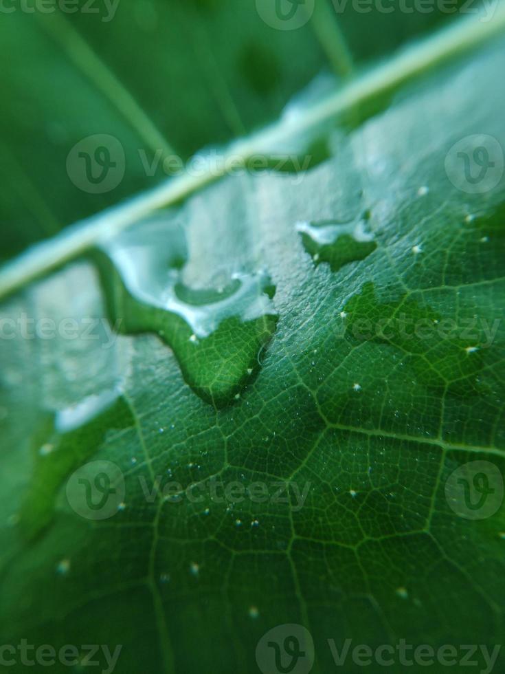 färgglad bild av vattendroppe på blad. makrofotografi. nära objektet. foto