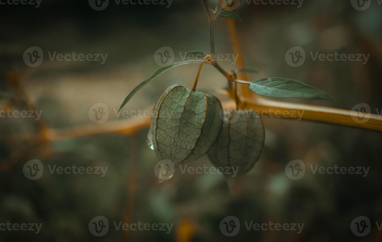 grön tropisk gräs frukt koppla av vår natur tapet bakgrund foto