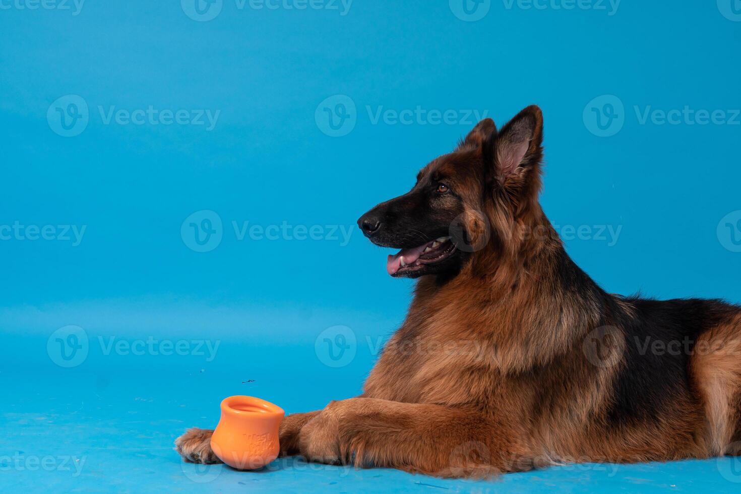 pomeranian spets hund, fluffig, dutch herde, hund, svart katt, söt maine coon, grå katt, amerikan bulldogg, valp, gyllene retriever, amerikan Staffordshire, tysk herde foto