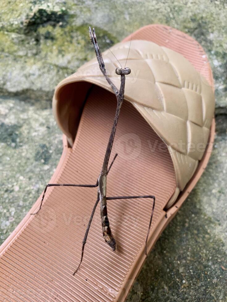pseudovat eller bön- mantis stående på sandaler foto