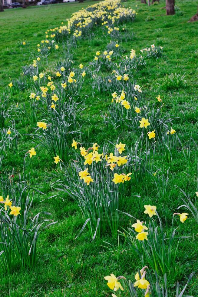 vibrerande gul påskliljor blomning längs en lindning väg i en frodig grön parkera, signal- de ankomst av vår. foto