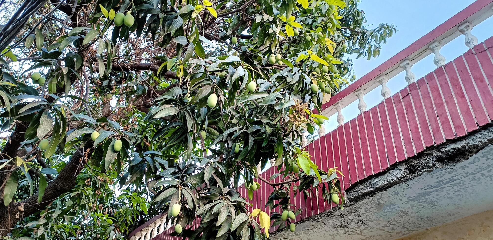 mango träd rå grön mango hängande på träd foto