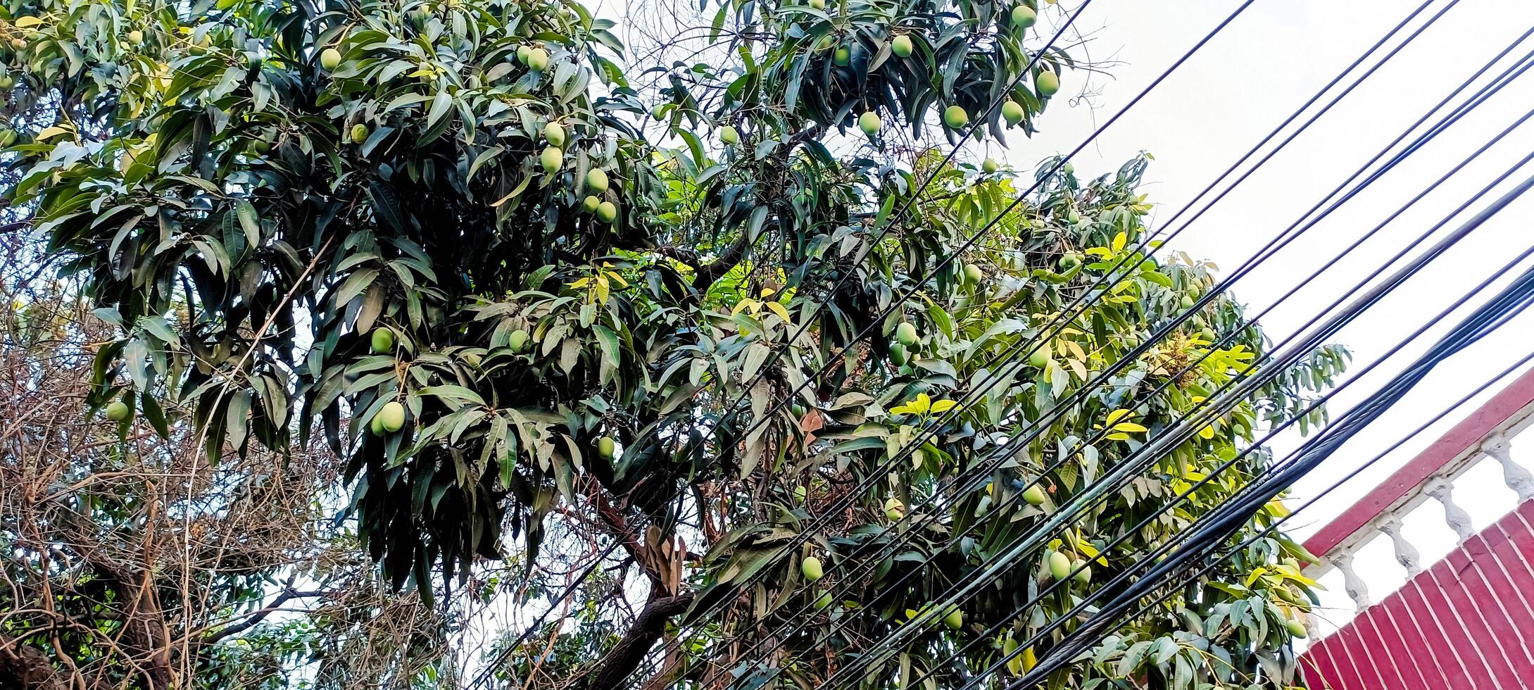 mango träd rå grön mango hängande på träd foto