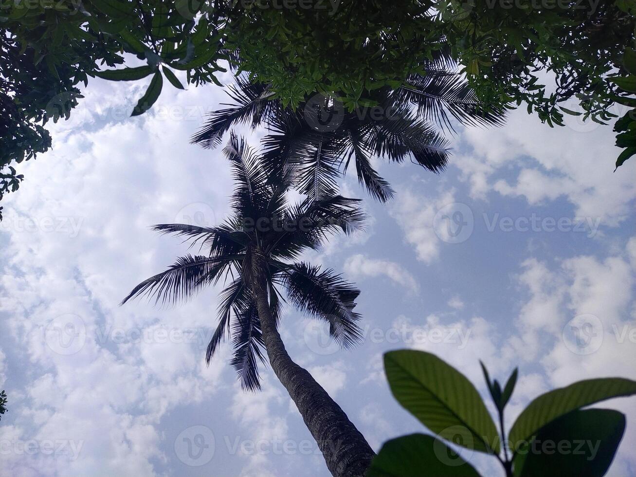 träd med blå himmel och vit moln för bakgrund. sommar Semester begrepp. foto