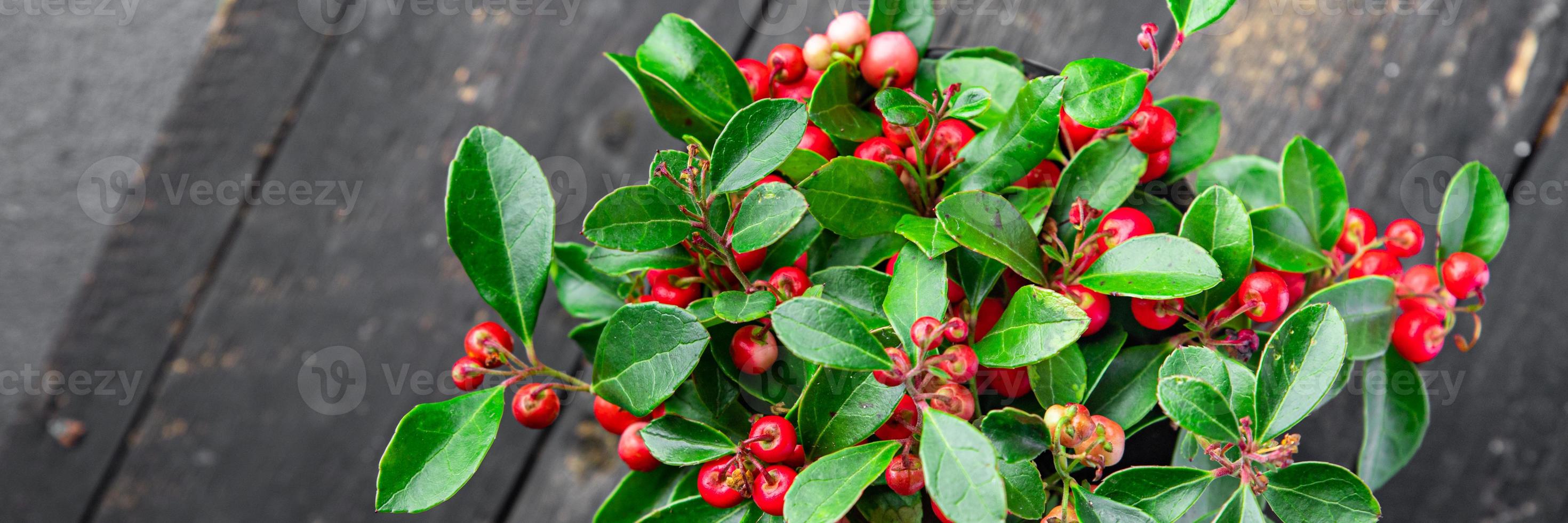 gaultheria blomma växt röda bär inomhus foto