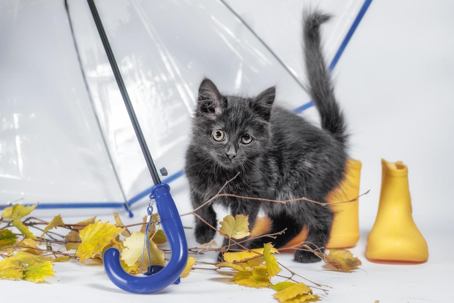 svart fluffig kattunge med höstlöv och gula gummistövlar under ett genomskinligt paraply med blått handtag foto