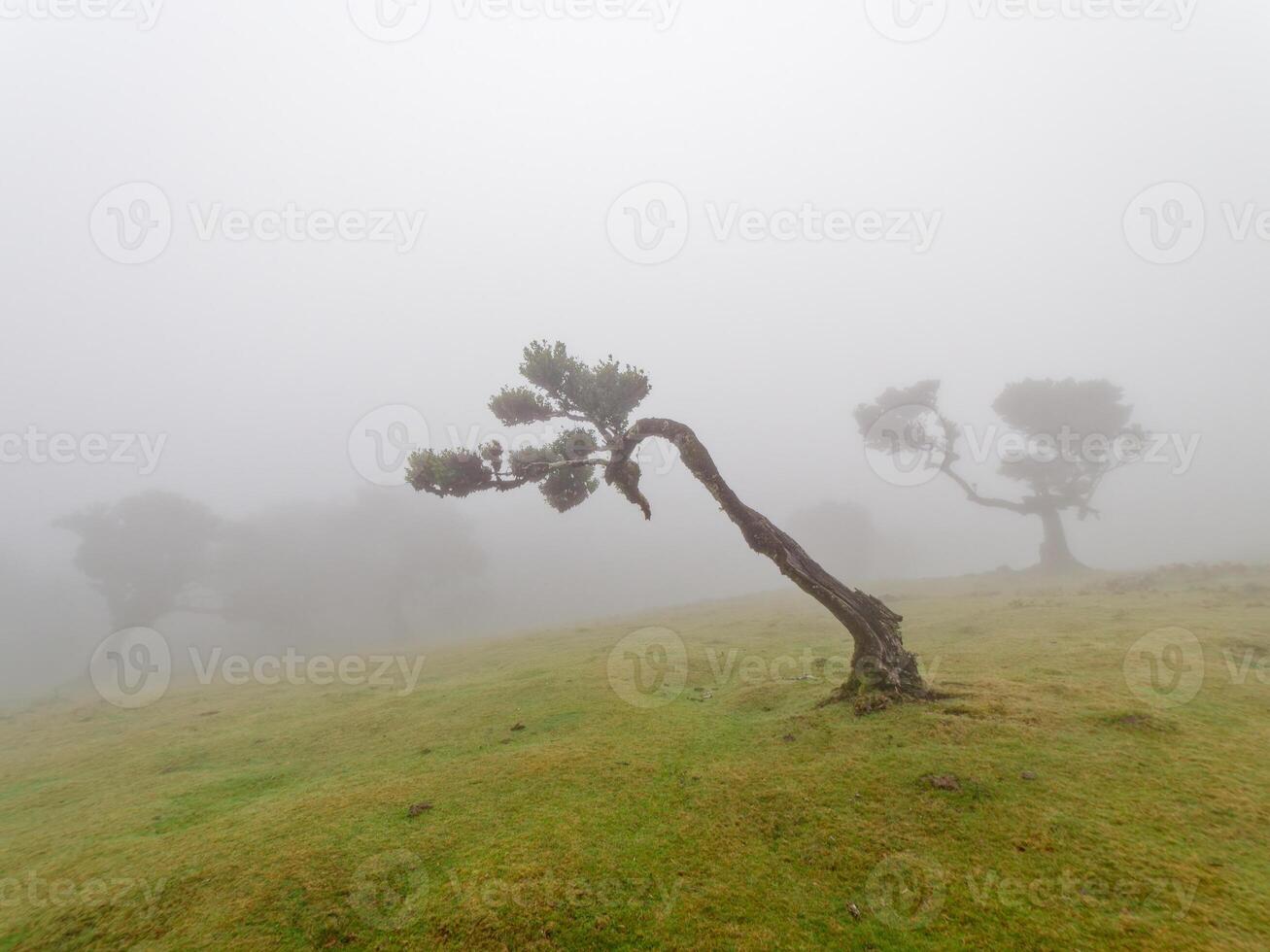 magisk dimmig skog och laurel träd med ovanlig former orsakade förbi hård vind. resa de värld. fe- berättelse plats. fanal skog, laurisilva av madeira, en unesco värld arv, portugal. foto