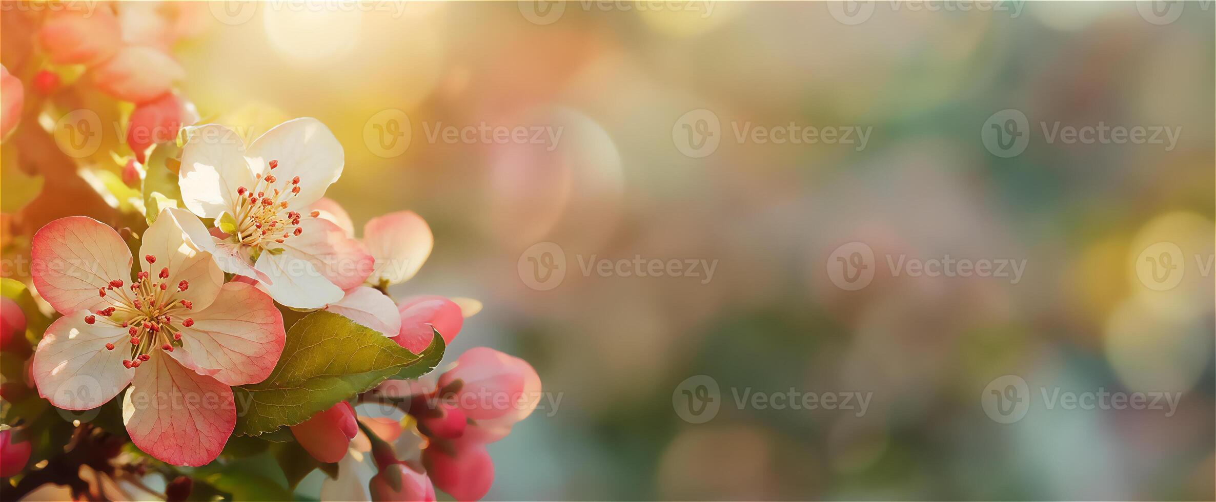 ett äpple, körsbär blomma mot en mjuk vår natur bakgrund. foto