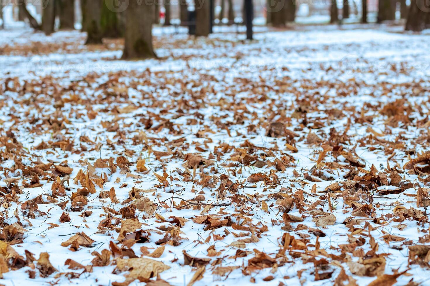 först snö på en fallen löv i de parkera i sent höst eller tidigt vinter. foto