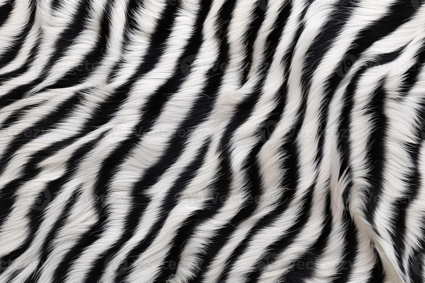 zebra hud päls textur, zebra päls bakgrund, fluffig zebra hud päls textur, zebra hud päls mönster, djur- hud päls textur, zebra skriva ut, foto