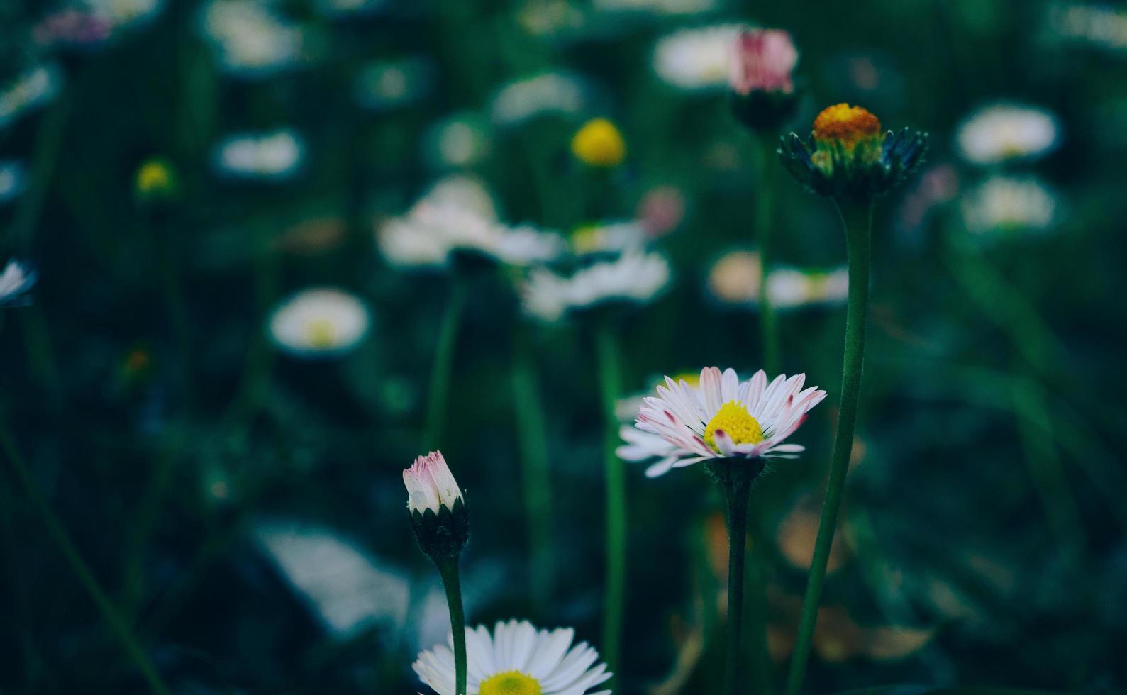 vilda blommor makro foto