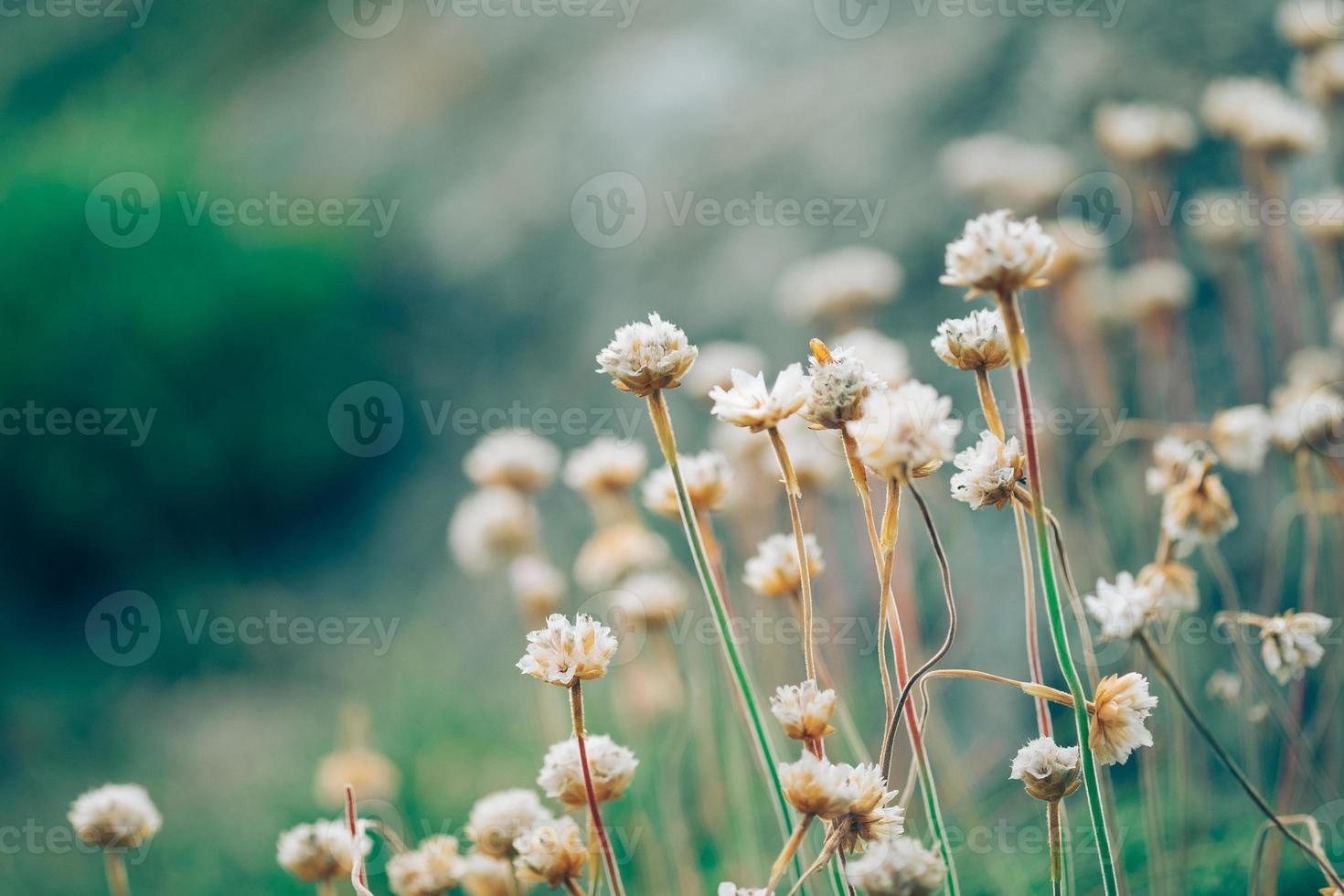 små vilda blommor foto