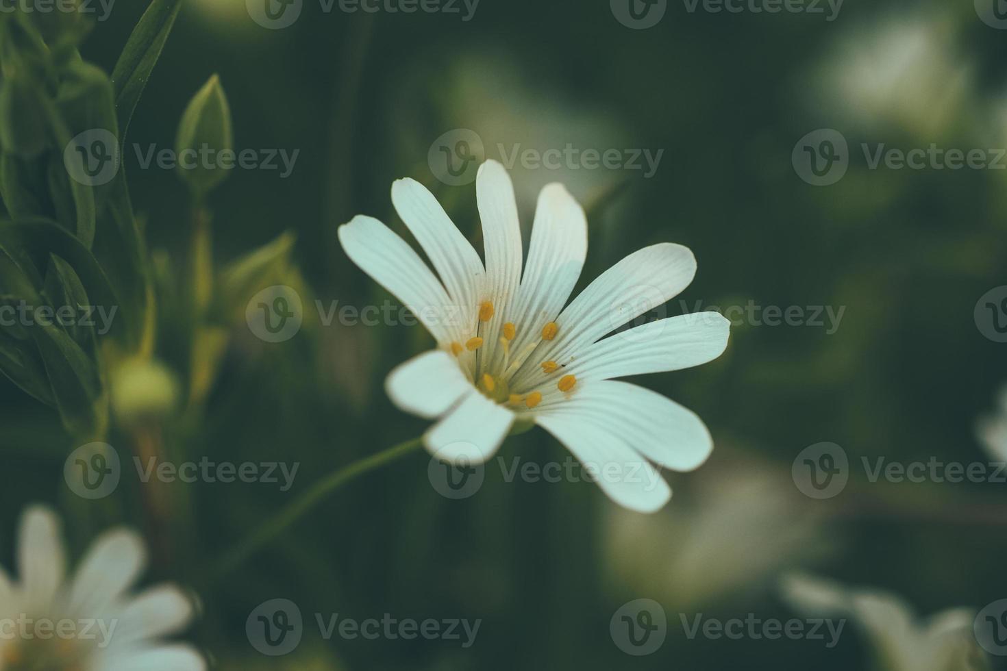 vita vilda blommor foto