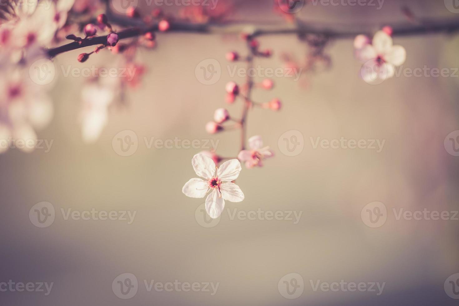 sakura festival blommor foto