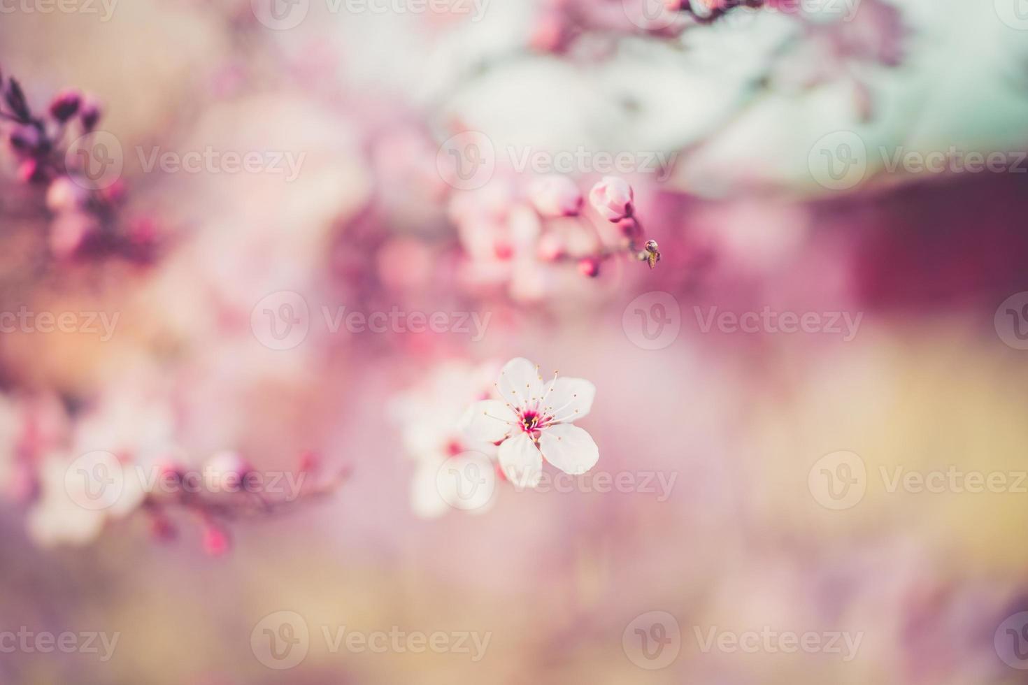 sakura festival blommor foto