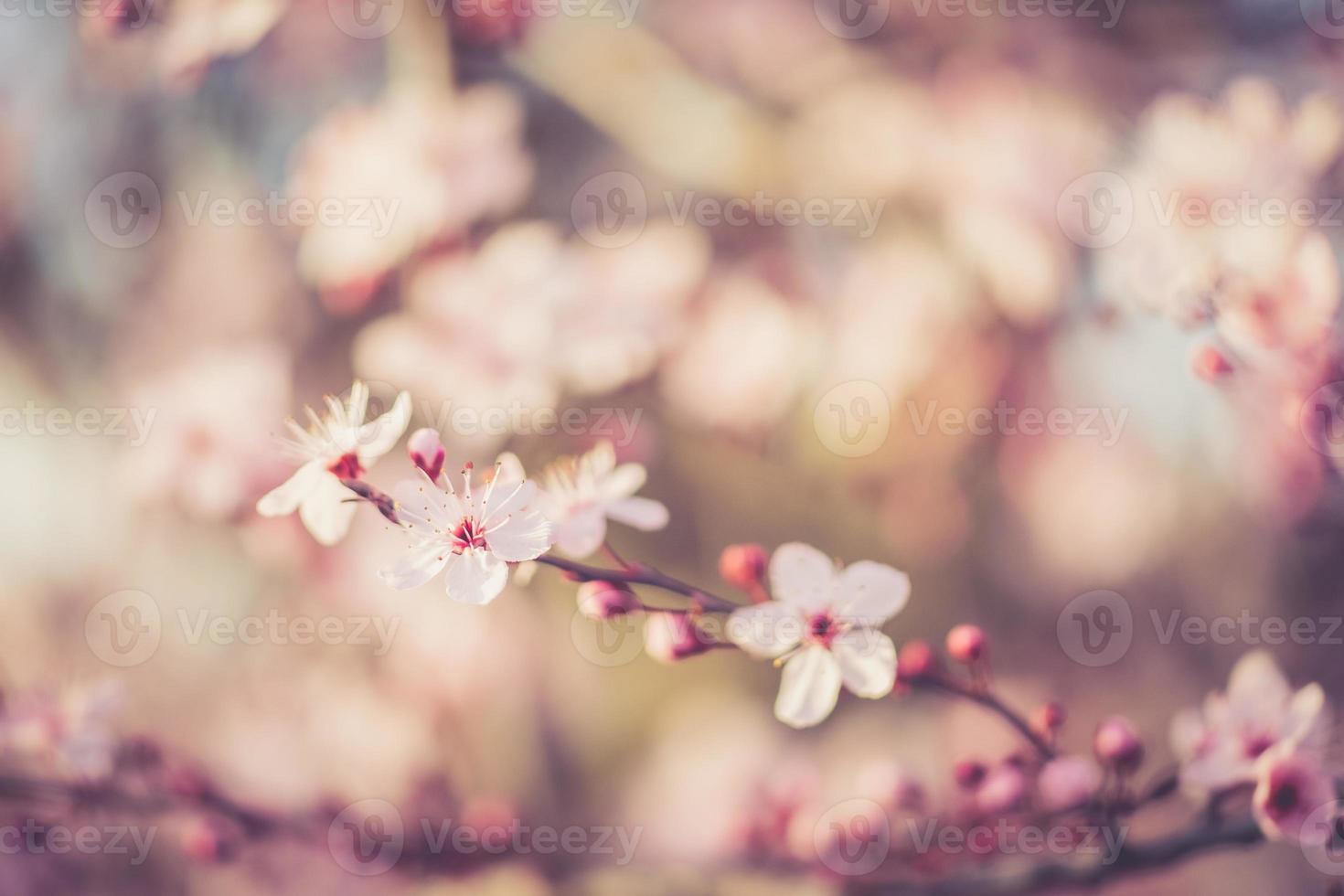 sakura festival blommor foto