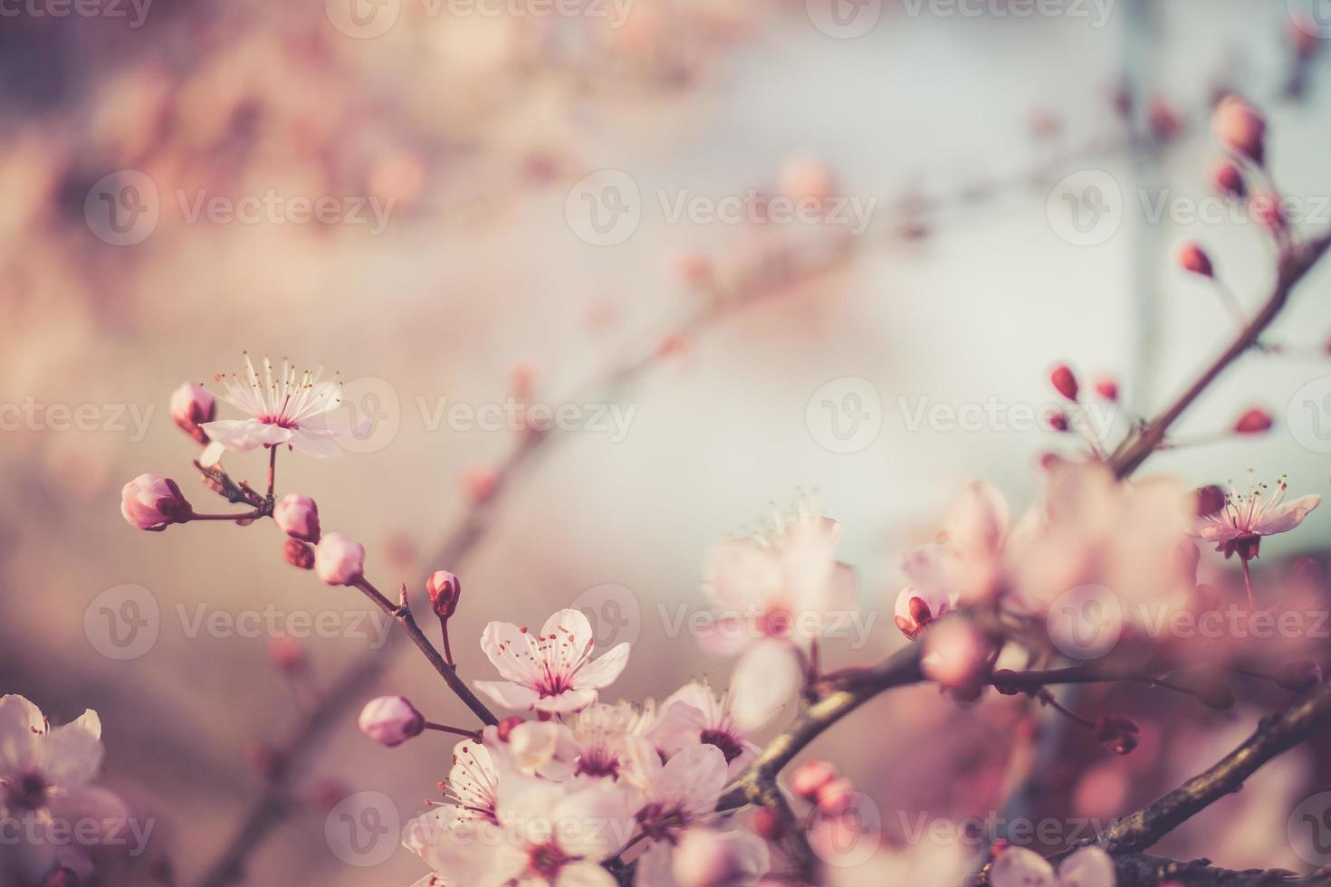 sakura festival blommor foto