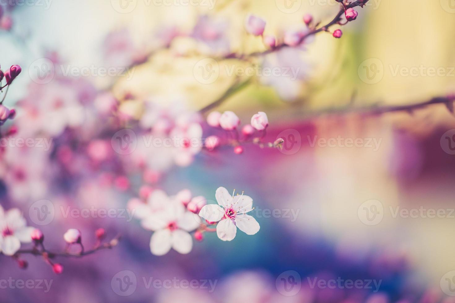 sakura festival blommor foto