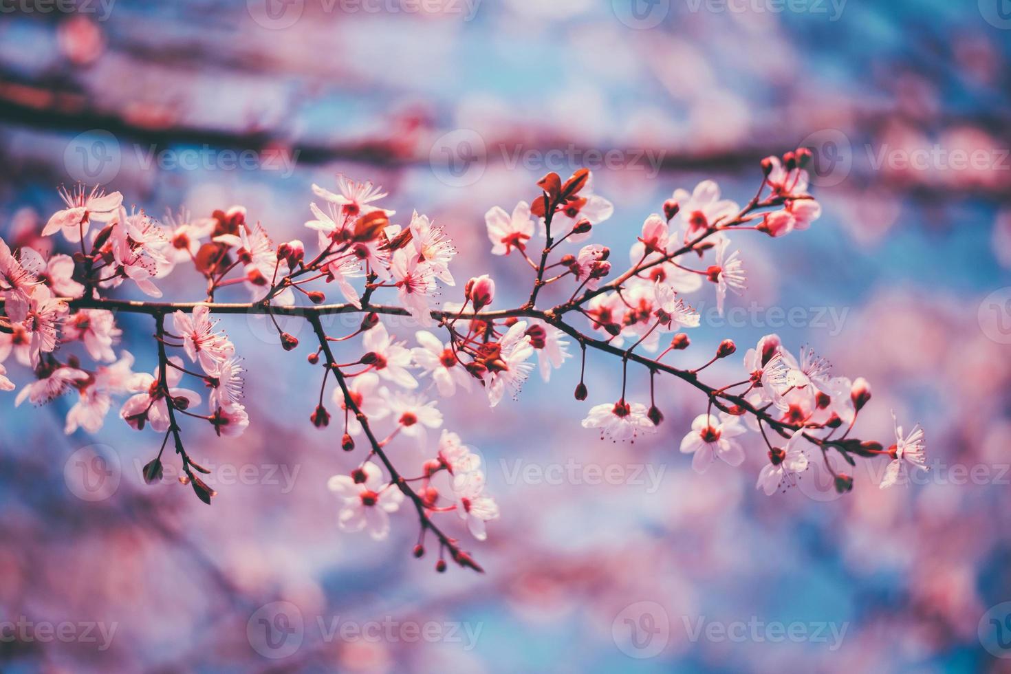 sakura festival blommor foto