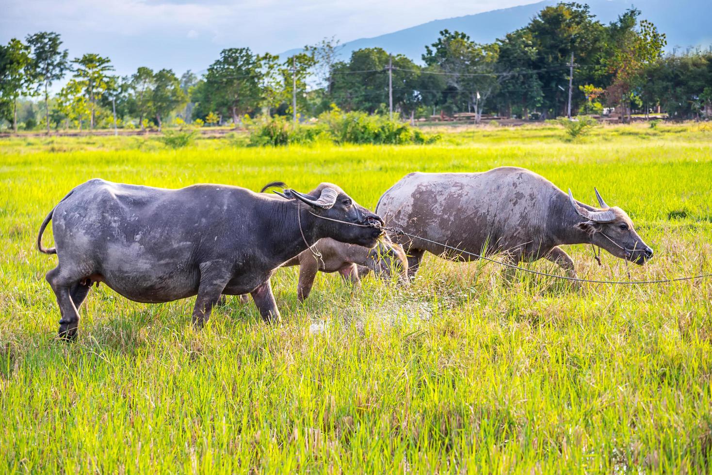 vattenbuffel i thailand foto