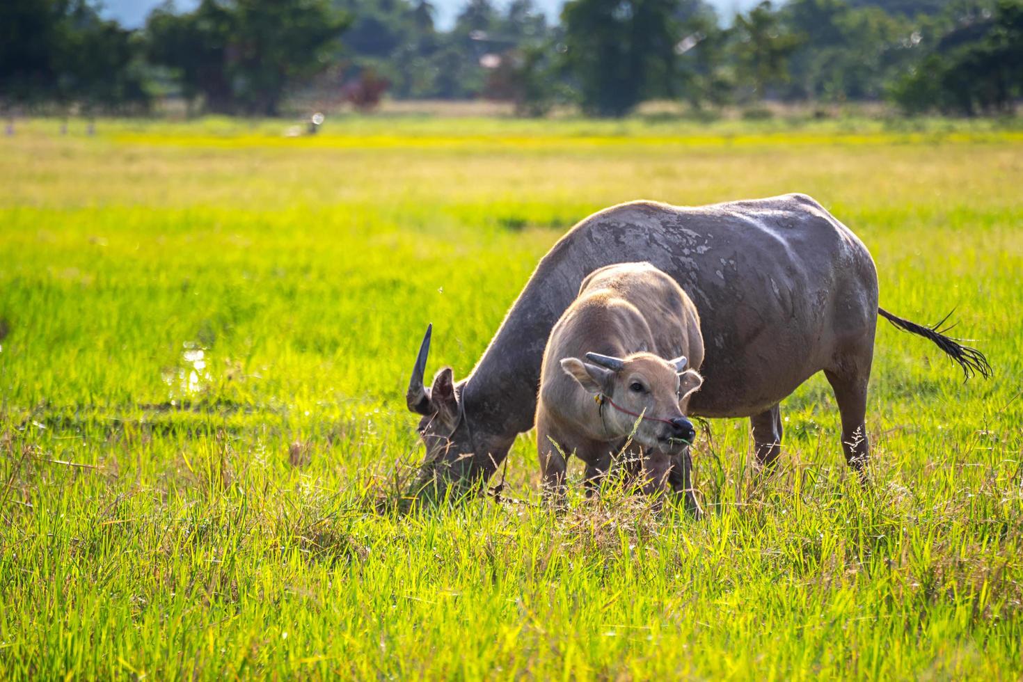 vattenbuffel i thailand foto