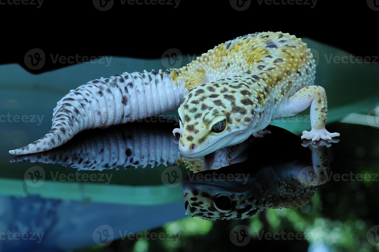 leopard gecko eller eublepharis macularius foto
