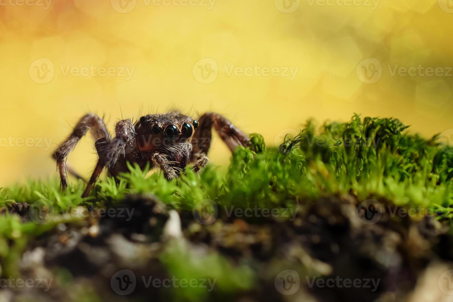 Hoppar Spindel eller salticidae på en suddigt bakgrund foto