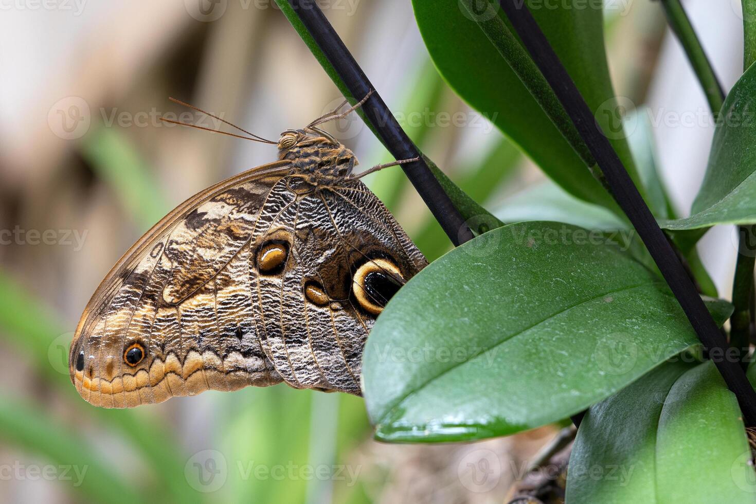 skog jätte Uggla, caligo eurilochus foto