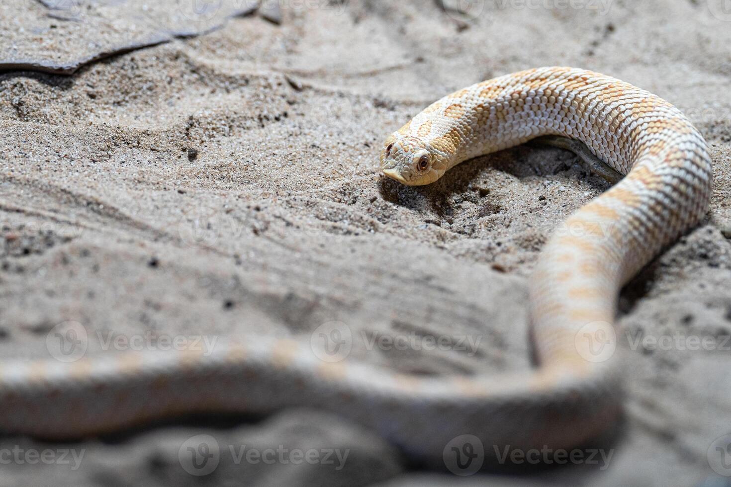 texas hog-nosed orm, heterodon nasicus foto