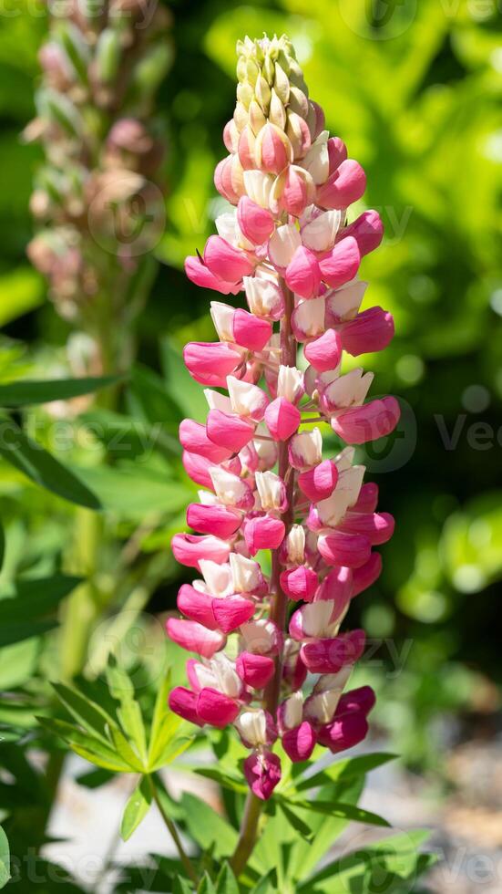 trädgård lupin, lupinus polyphyllus foto