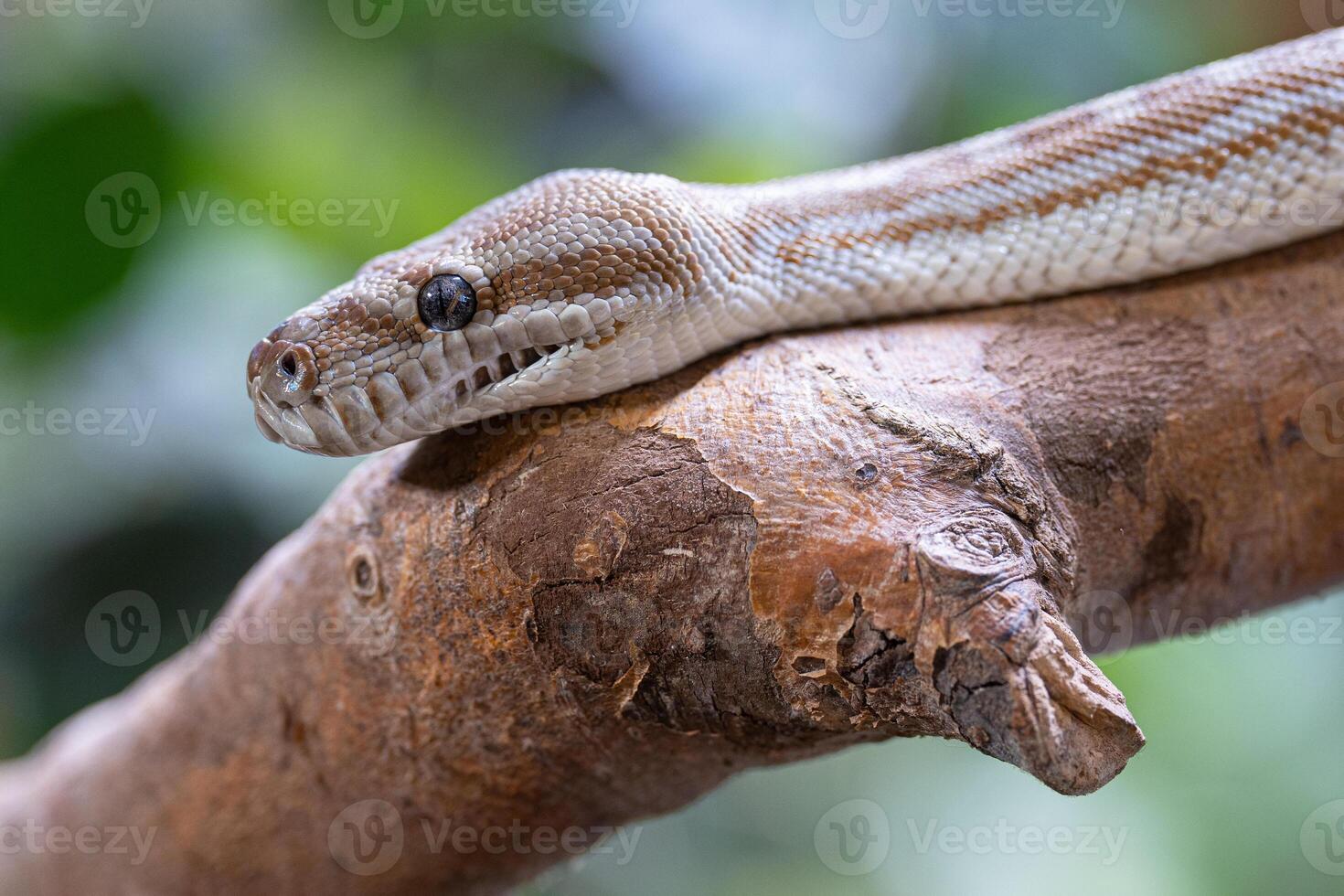 central australier matta pytonorm, morelia bredli foto