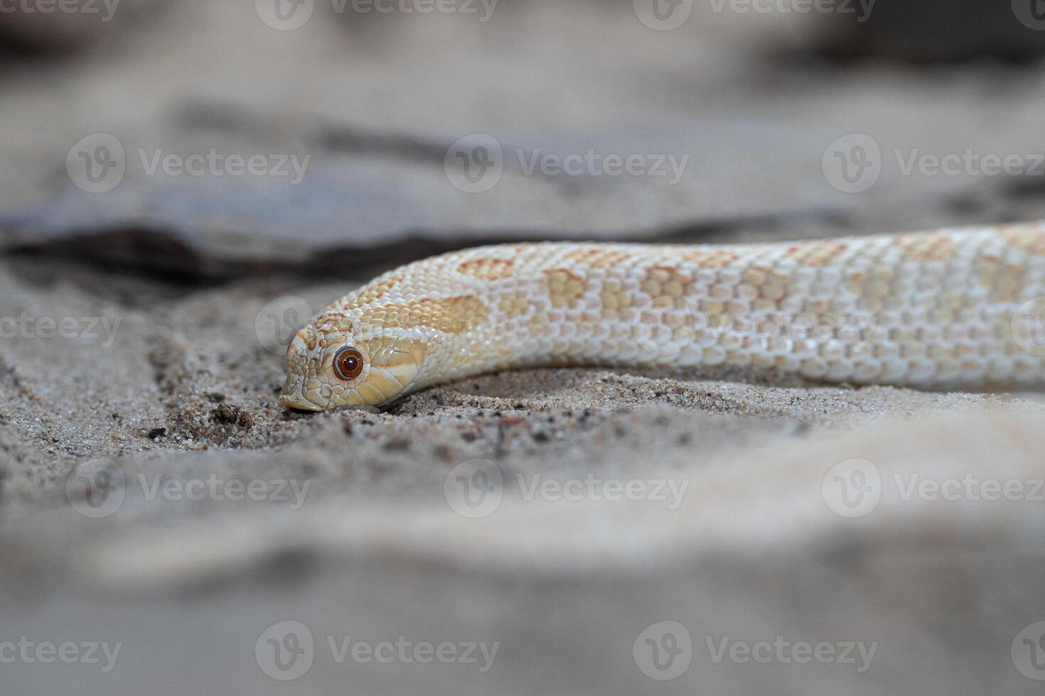 texas hog-nosed orm, heterodon nasicus foto