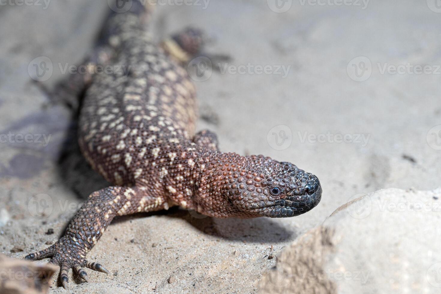 mexikansk beaded ödla, heloderma horridum foto