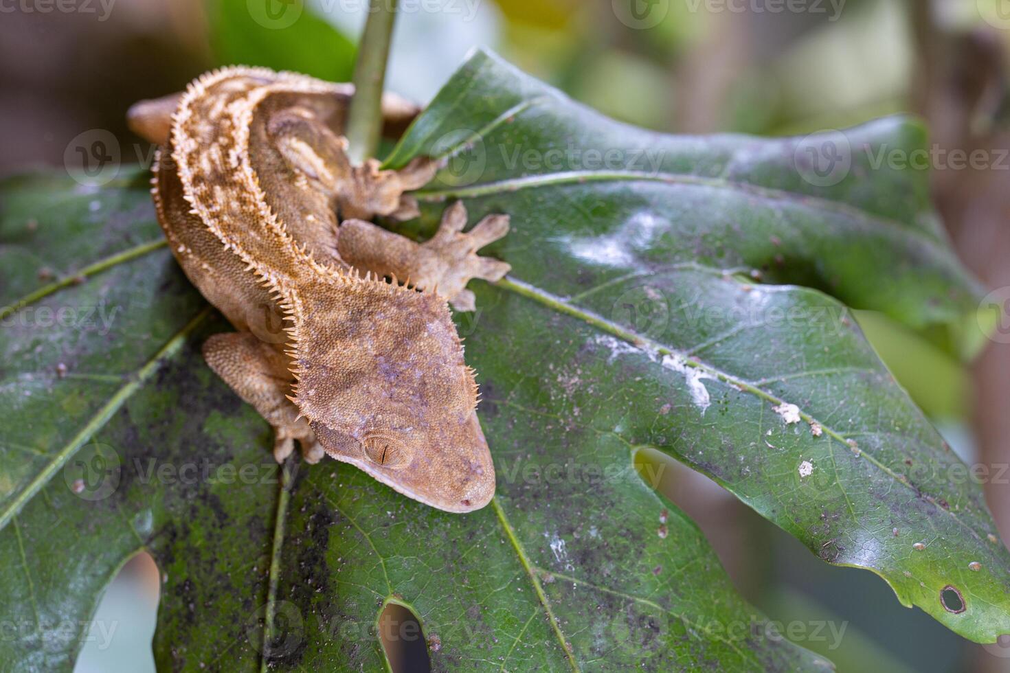 ögonhår gecko, korrelophus ciliatus foto