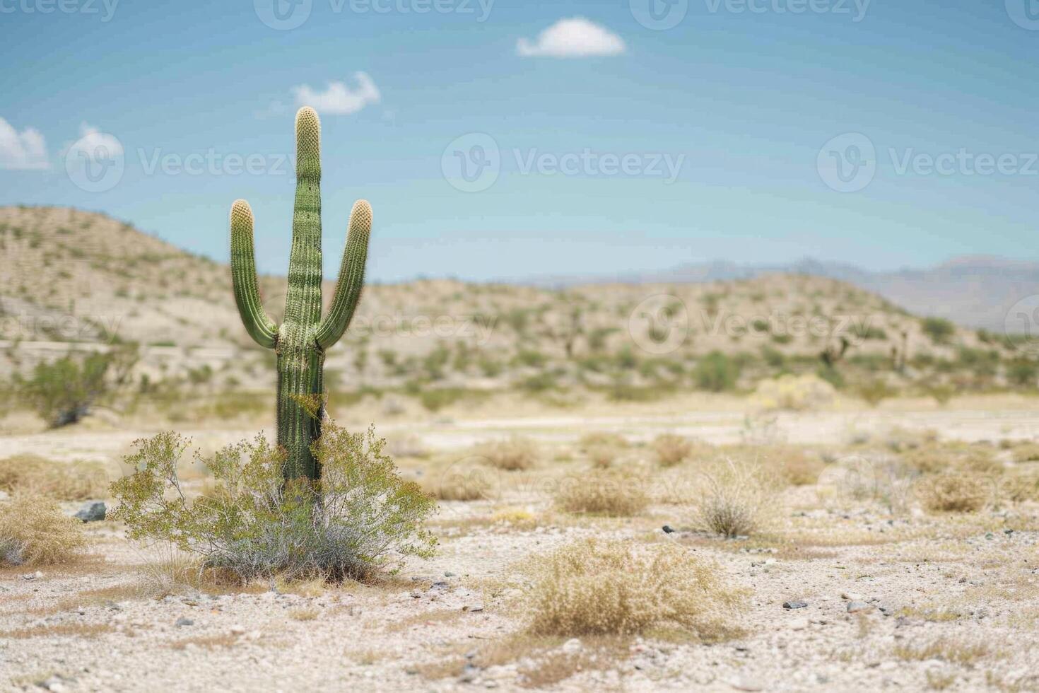 saguaro kaktus stående lång i öken- slätter foto