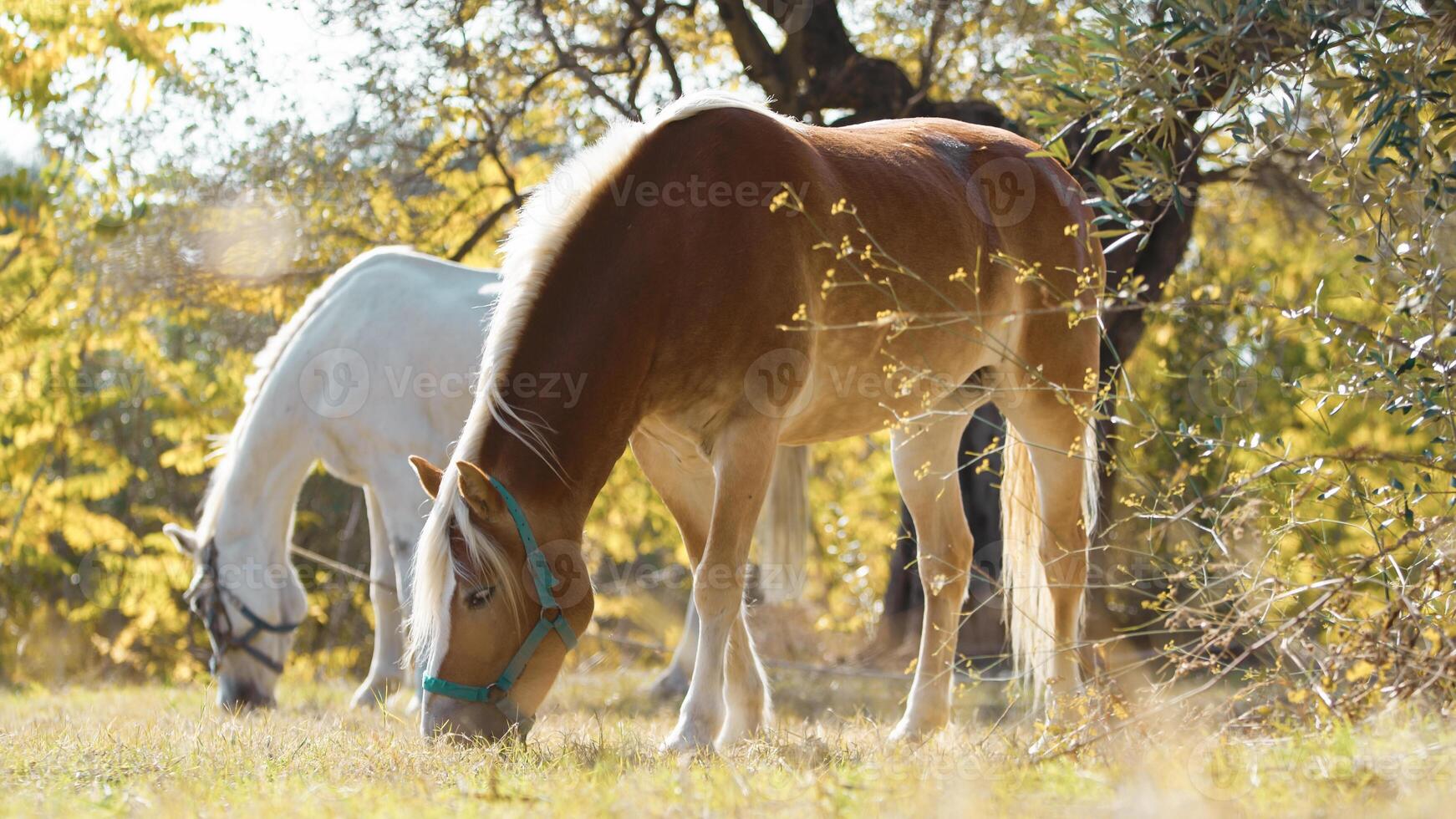 små grupp av vild hästar äter torva i de äng i kalabrien foto