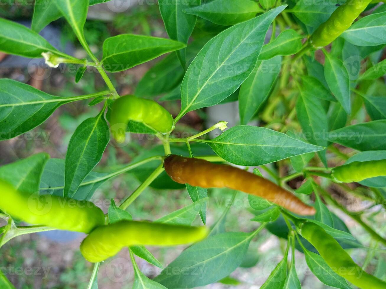 peppar chili varm mat i trädgård thailand bruka foto