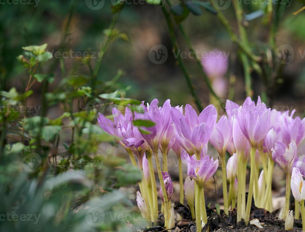 blomning lila krokusar i de trädgård, stänga upp foto