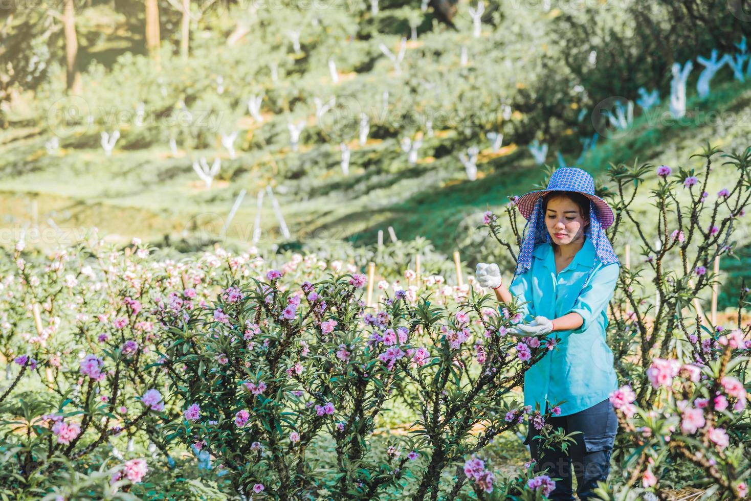 kvinnliga lantarbetare arbetar i aprikosträdgården, vackra rosa aprikosblommor. foto