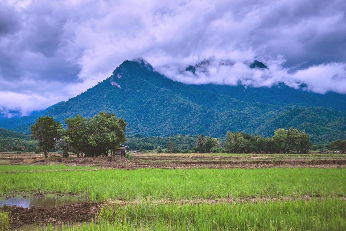 dimma över bergen.i det regniga vädret på landsbygden. risfält foto