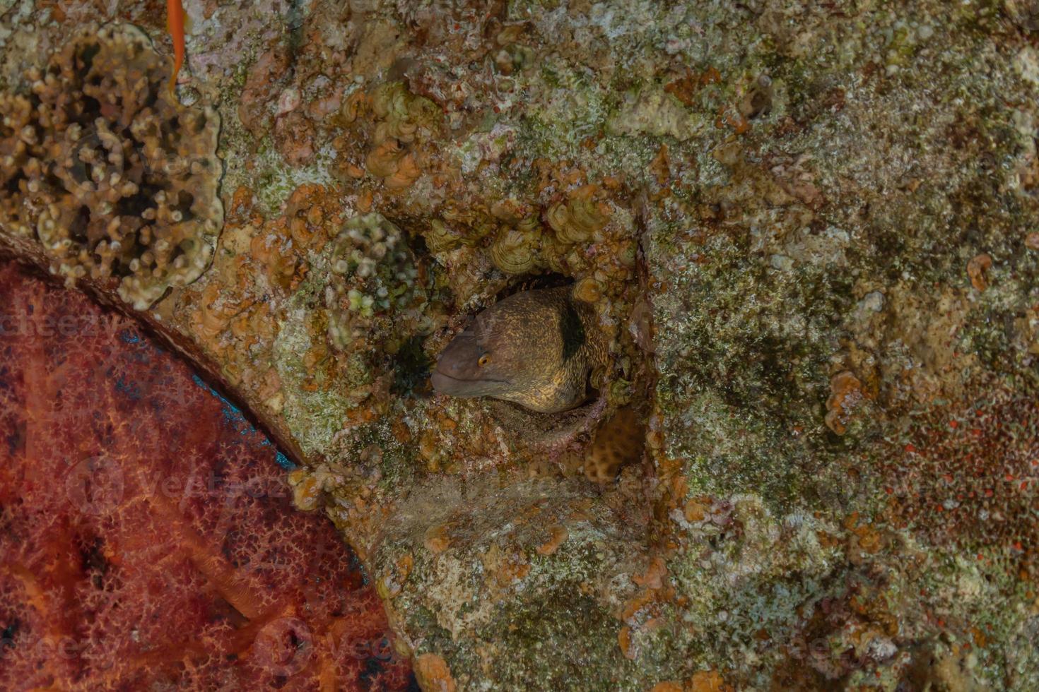 moray ål mooray lycodontis undulatus i Röda havet, eilat israel foto